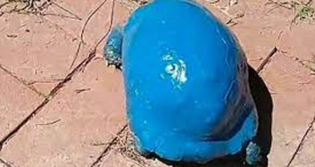 Antalya'da Maviye Boyanan Kaplumbağa İle İlgili Soruşturma Başlatıldı