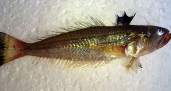 Antalya'da Zehirli Trakonya Balığı İçin Uyarısı Geldi