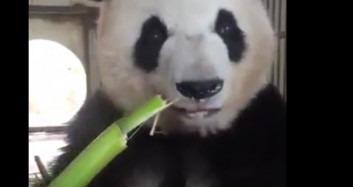 Bambu Yerken İnsanın İştahını Açan Sevimli Panda