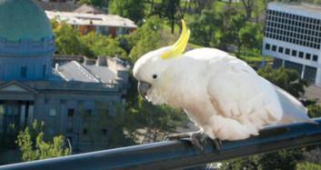 Avustralya’da Bir Kasabayı Papağanlar İstila Etti