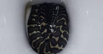 Avustralya'da korku dolu anlar: Tuvaletin içinden yılan çıktı