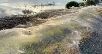 Avustralya'da Yaşanan Yağışlar Sonrası Ortaya Dev Örümcek Ağları Çıktı