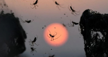 Avustralya'da Zehirli Örümcek Paniği