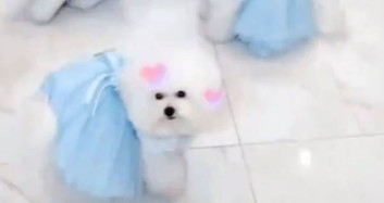 Balerin Köpekler