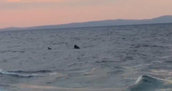 Saros Körfezi'nde Dev Köpek Balığı Görüntülendi
