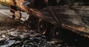 Balıklar Yola Saçıldı! Samsun'da Balık Yüklü Tır Alev Alev Yandı