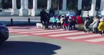 Gürcistan Batum'da Sokak Köpeği Çocukları Karşıdan Karşıya Geçirdi