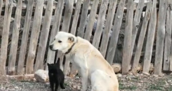 Burdur'da Yavruları Ölen Köpek Kediyi Emziyor