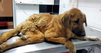 Burdur'da Çöplükte Bulunan Yaralı Sokak Köpeği Tekerlekli Yürüteç İle Yaşama Tutunacak