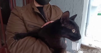 Bursa'da Boş Evin Balkonuna Düşen Kedinin İmdadına İtfaiye Yetişti