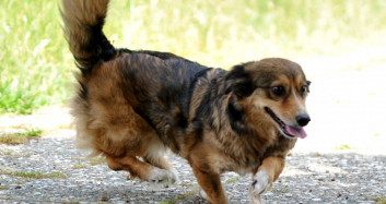 Bursa'da Felçli Köpek, Kök Hücre Nakli Sayesinde Yürüdü