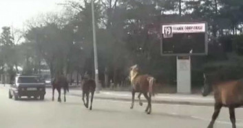 Bursa'da Tepki Çeken Görüntü! Arabanın Arkasında 4 Atı Koşturdu