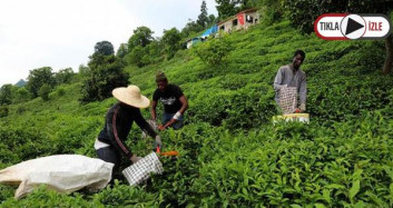  Rizeli Üretici Yaş Çay Hasadını Senegalli Arkadaşlarıyla Yapıyor