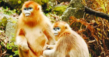 Çin'de Altın Maymunlar Yolu Kapattı