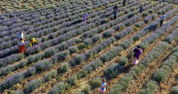 'Diyarbakır'da Olmaz Dediler' Lavanta Bahçeleri Çiftçilere Adeta Alternatif Ürün Oldu