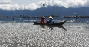 Endonezya’da Binlerce Ölü Balık Gölü Kapladı
