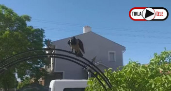 Erzincan'da Kargaların Güvenlik Görevlisine Saldırdığı Anlar Kamerada