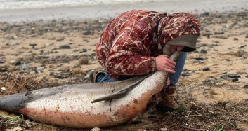 Eyüpsultan sahilinde akılalmaz görüntü: 24 ölü yunus balığı kıyıya vurdu