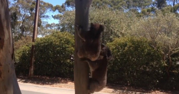 Arkadaşı Tarafından Ağaçtan Kovulan Sevimli Koala