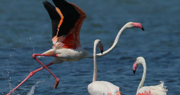 Flamingo Cenneti Kuruyor