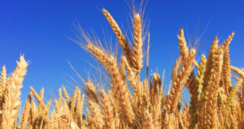 Buğdayın Sağlığımıza Faydaları Nedir?