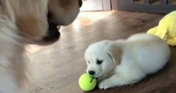  Tenis Topuyla Oynarken Hırslanıp Annesine Saldıran Minik Köpek