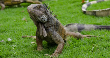 Gözlerini Tehlikeli Dünyaya Açan İguanaların Yaşam Mücadelesi