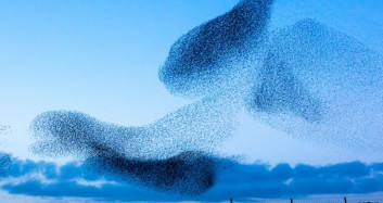 İrlanda’da Sürü Halinde Uçan Sığırcıklar Kuşları Görenleri Büyüledi