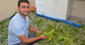 İzmir'de Merakla Başladı, 40 Bin İpek Böceğine Ulaştı! Aylık 7 Bin TL Kazanıyor