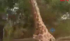 Kızgın Zürafa Turistleri Ölümüne Kovaladı