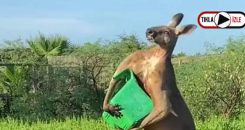 ABD'de Kuyruğu Üzerinde Duran Kanguru Görenleri Şaşkına Çevirdi