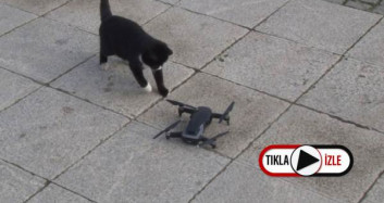 Kedinin Drone ile İmtihanı
