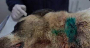 Boynundan Vurulan Köpek Hayata Döndürüldü