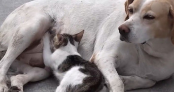 Sokak Köpeği Kedi Yavrusuna Annelik Yapıyor