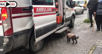 Esenyurt'ta Sahibi Bıçaklanan Köpek Yanından Ayrılmadı
