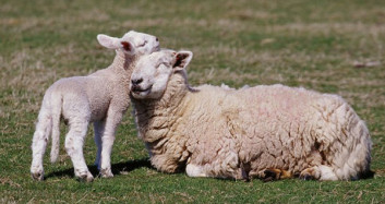 Koyunların Kuzulara Kavuşma Görüntüsü Güzel Anlara Sahne Oldu