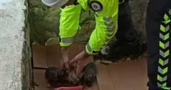 Malatya Polisinin Yavru Köpeklere Kucak Açtığı Anlar