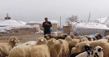 Malatya'da bin 700 rakımda yaşayan koyunların en büyük hobisi kaval dinlemek