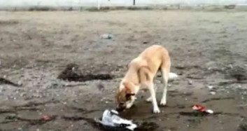 Sokak Köpeğinin Ölen Martıyı Toprağa Gömdüğü Anlar Kamerada