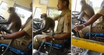 Hindistan'da Şoför Direksiyonu Maymuna Emanet Etti