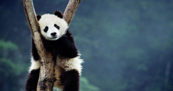 Pandaların Kavgası 17 Dakika Boyunca Sürdü