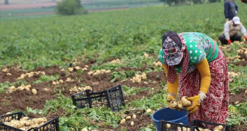 Patates Ve Soğan Hasadı Fiyatları Düşürdü