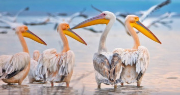 Pelikanlar Mersin'de Göç Molasında