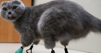 Soğuktan Patilerini Kaybeden Kediye Protez Pati