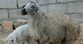 Diyarbakır'da Dünyaya Gelen Kuzu 4 Bacaklı Doğmadı!