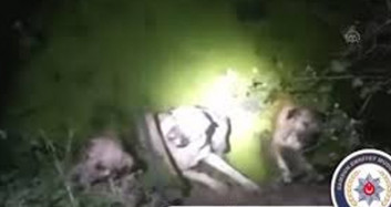 Samsun Polisi Boğulmak Üzere Olan Köpekleri Kurtardı