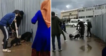 Sultanbeyli'de Pitbull Sokak Köpeğine Saldırdı