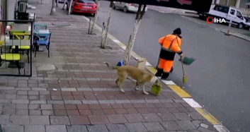 Temizlik Görevlisinin Süpürgesini Çalan Hırsız Köpek Yakalandı