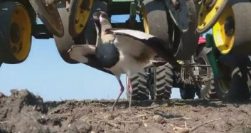 Yavrularını Korumak İçin Traktörün Önünde Duran Kuş
