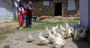 Tunceli'de Hayırseverler Köylere Canlı Tavuk Dağıttı